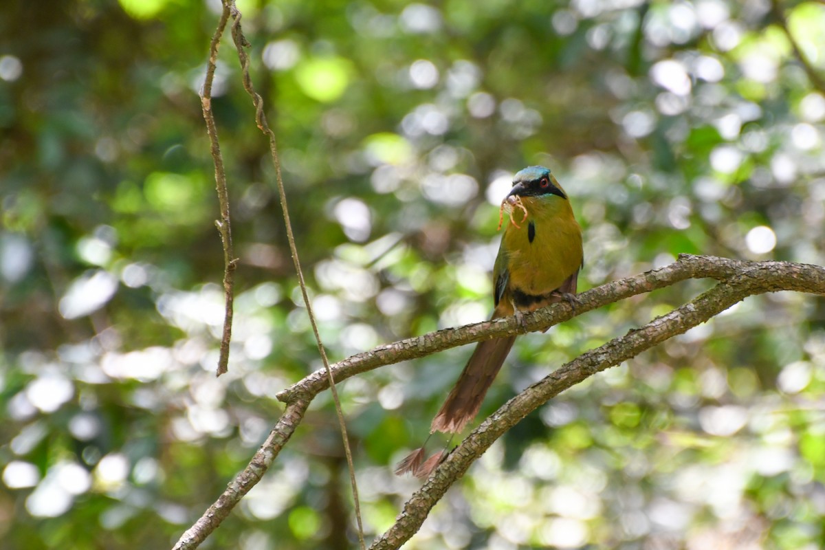 Motmot à tête bleue - ML620595753