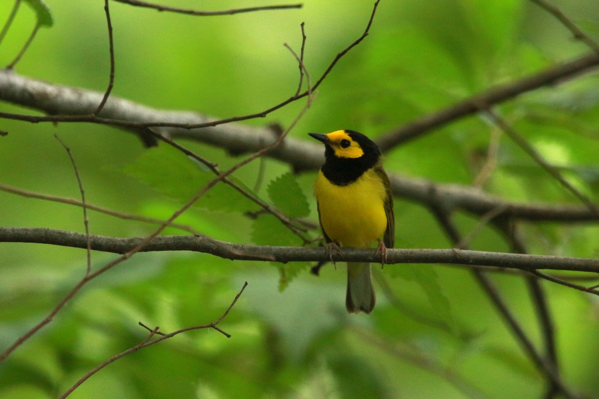 Hooded Warbler - ML620595758