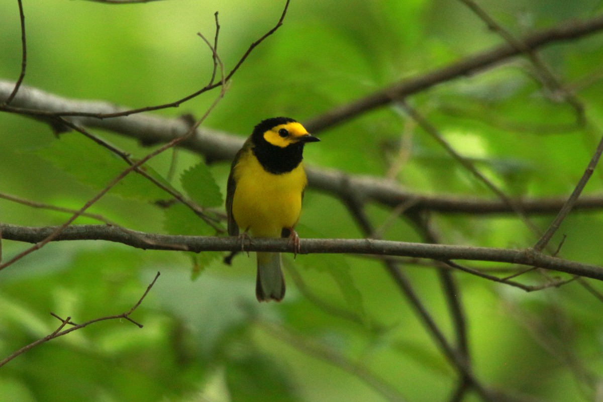 Hooded Warbler - ML620595760