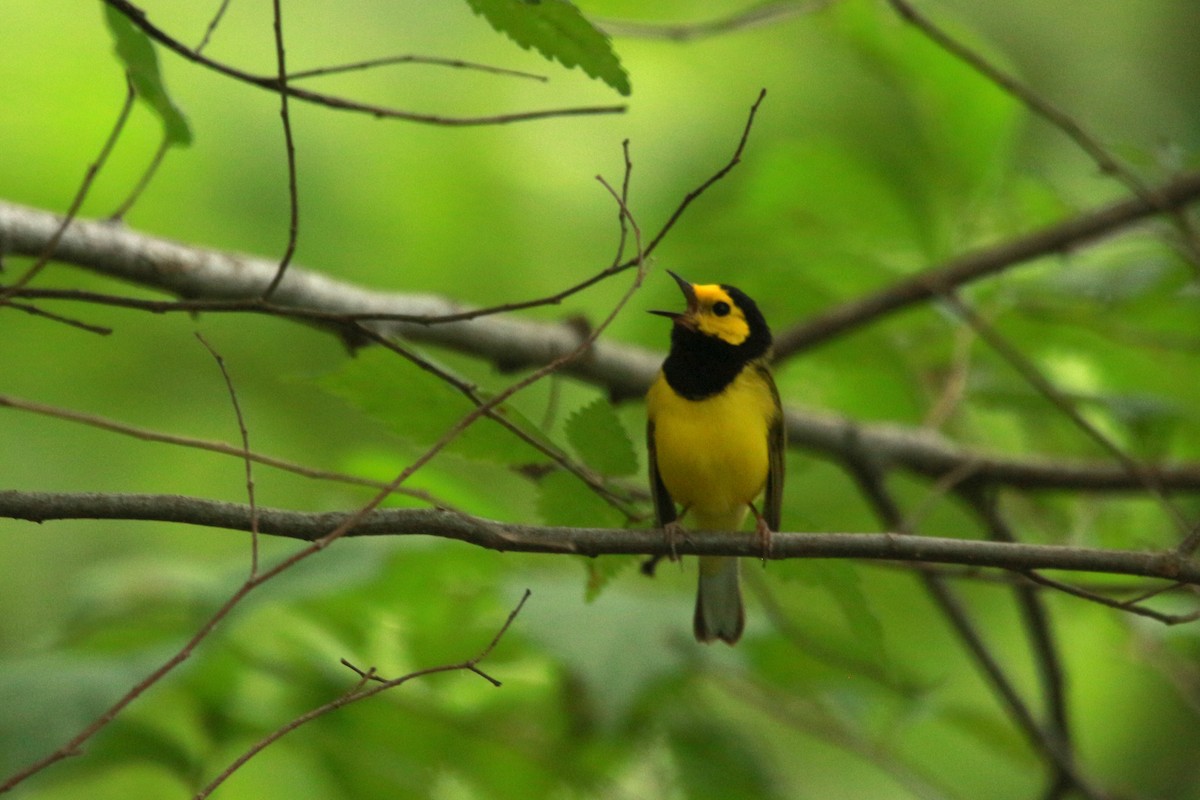 Hooded Warbler - Jesse Pline