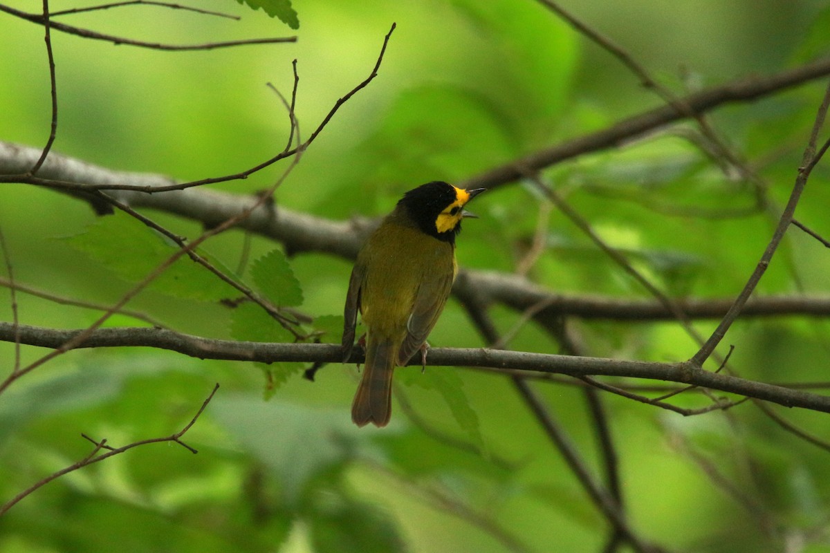 Hooded Warbler - ML620595764