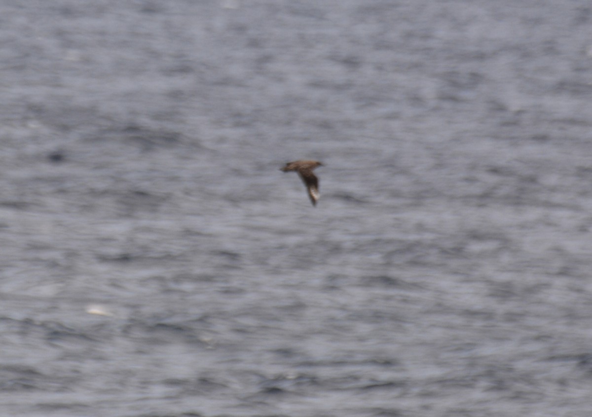 Great Skua - ML620595767