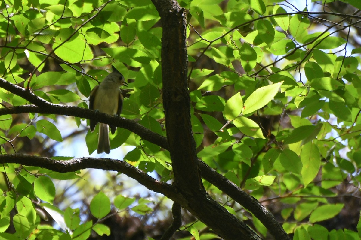 Black-crested Titmouse - ML620595769