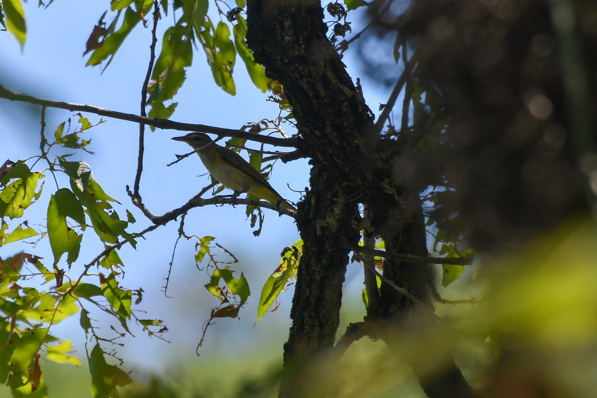 Yellow-green Vireo - ML620595770