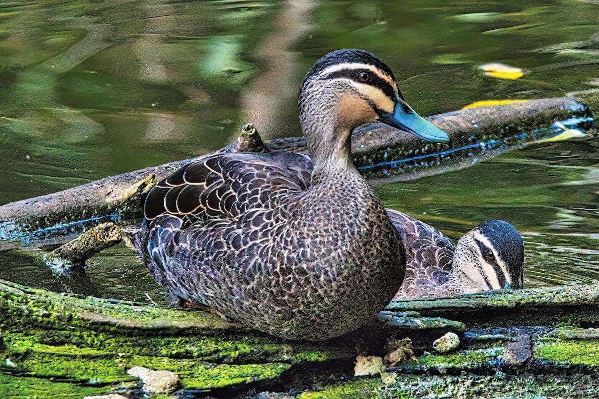 Pacific Black Duck - ML620595771