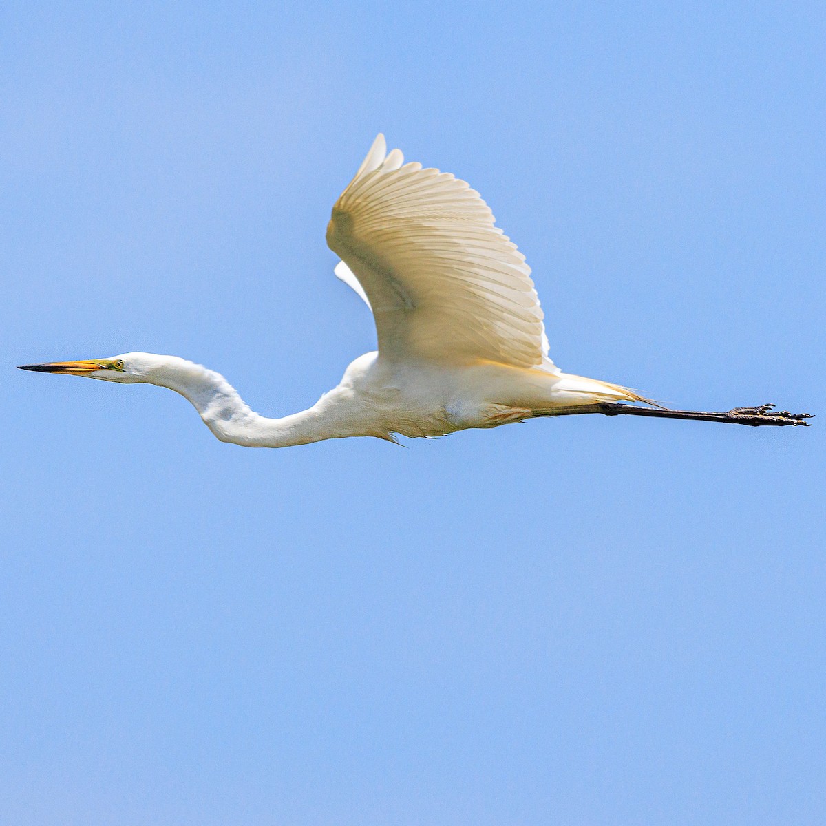 Great Egret - ML620595772