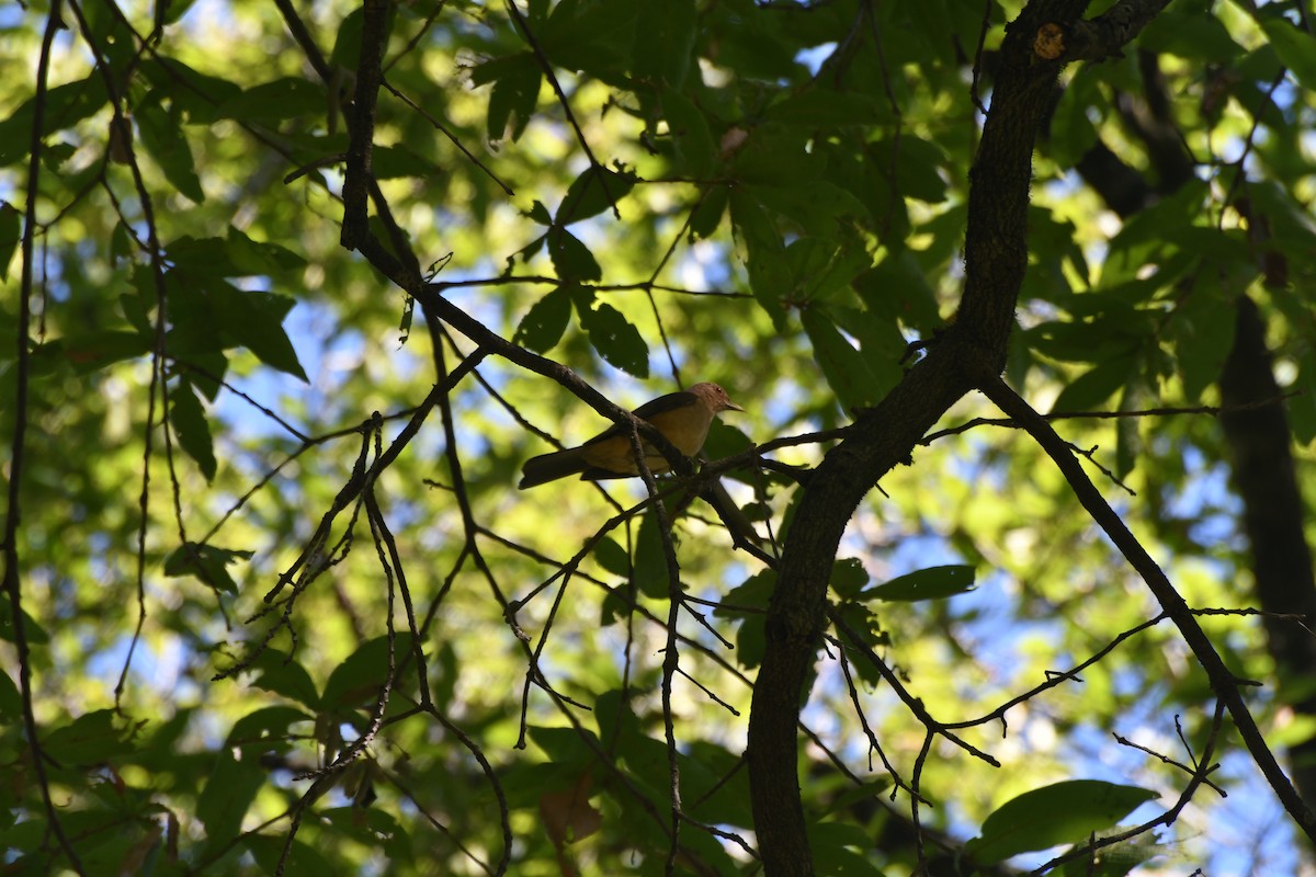 Clay-colored Thrush - ML620595773