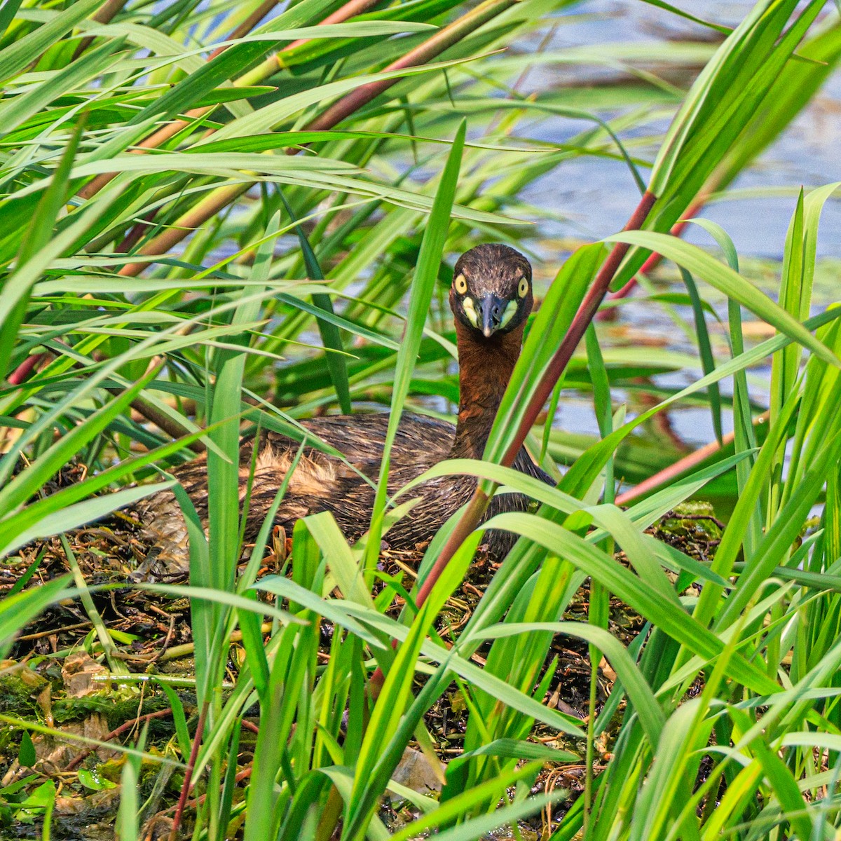 Little Grebe - ML620595777