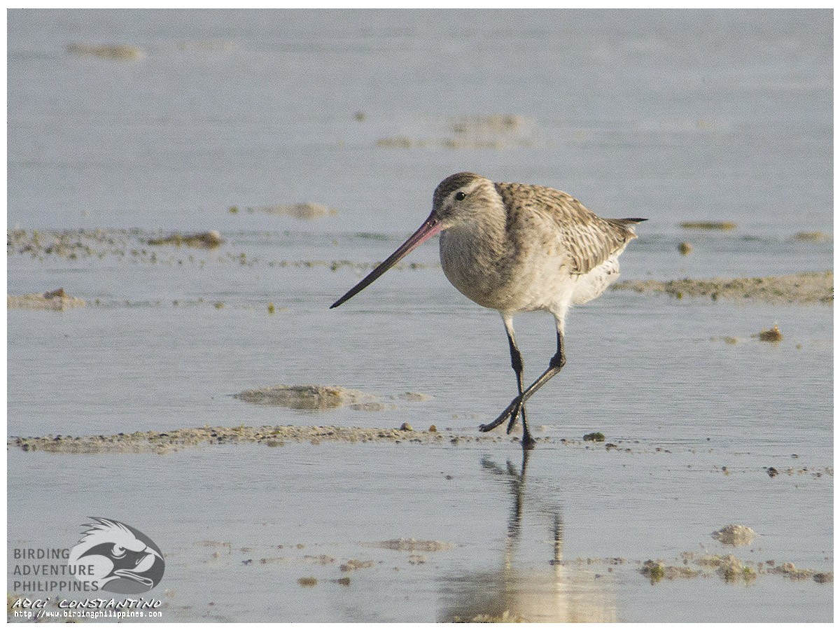 Bar-tailed Godwit - ML620595779