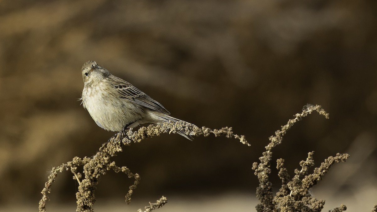 Water Pipit (Caucasian) - ML620595789