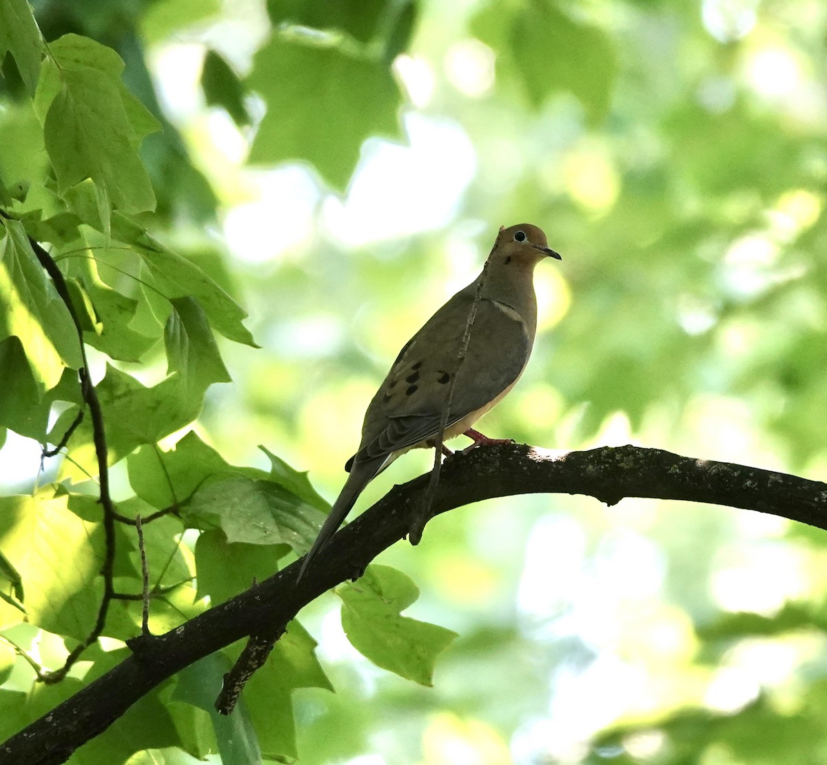 Mourning Dove - ML620595791