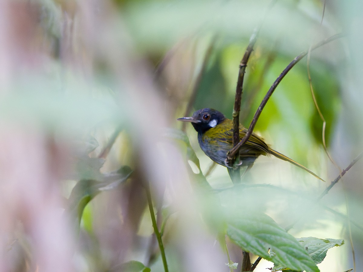 White-eared Tailorbird - ML620595792