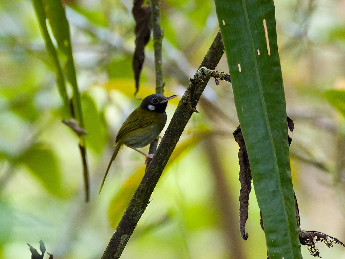 White-eared Tailorbird - ML620595793