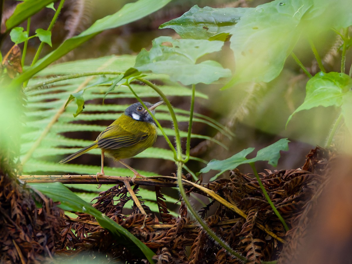 White-eared Tailorbird - ML620595794