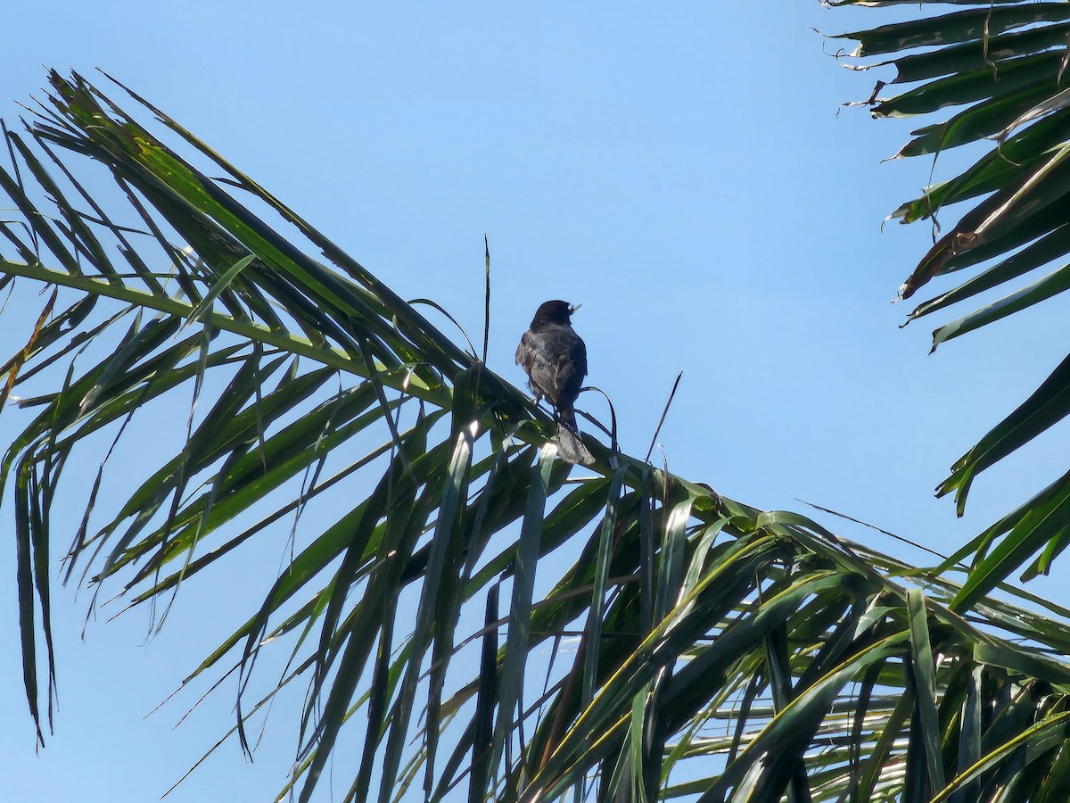 Black Drongo - ML620595799