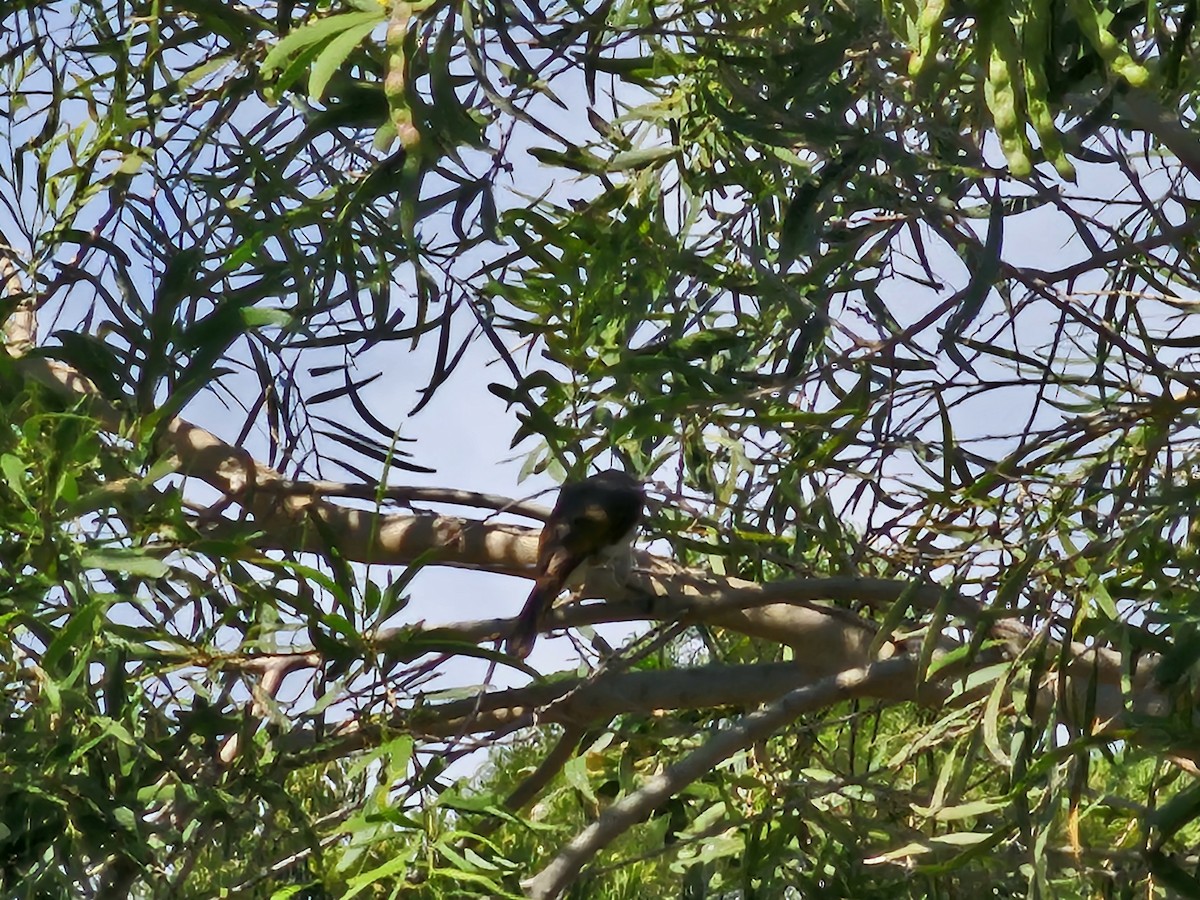 Bulbul de Taiwán - ML620595801