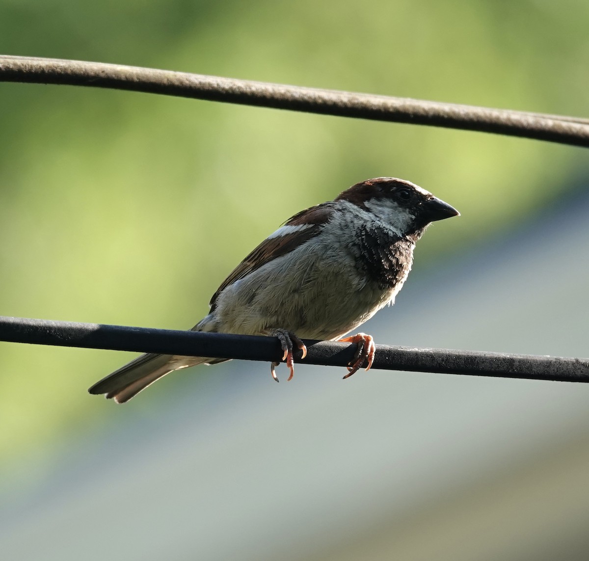 House Sparrow - ML620595803