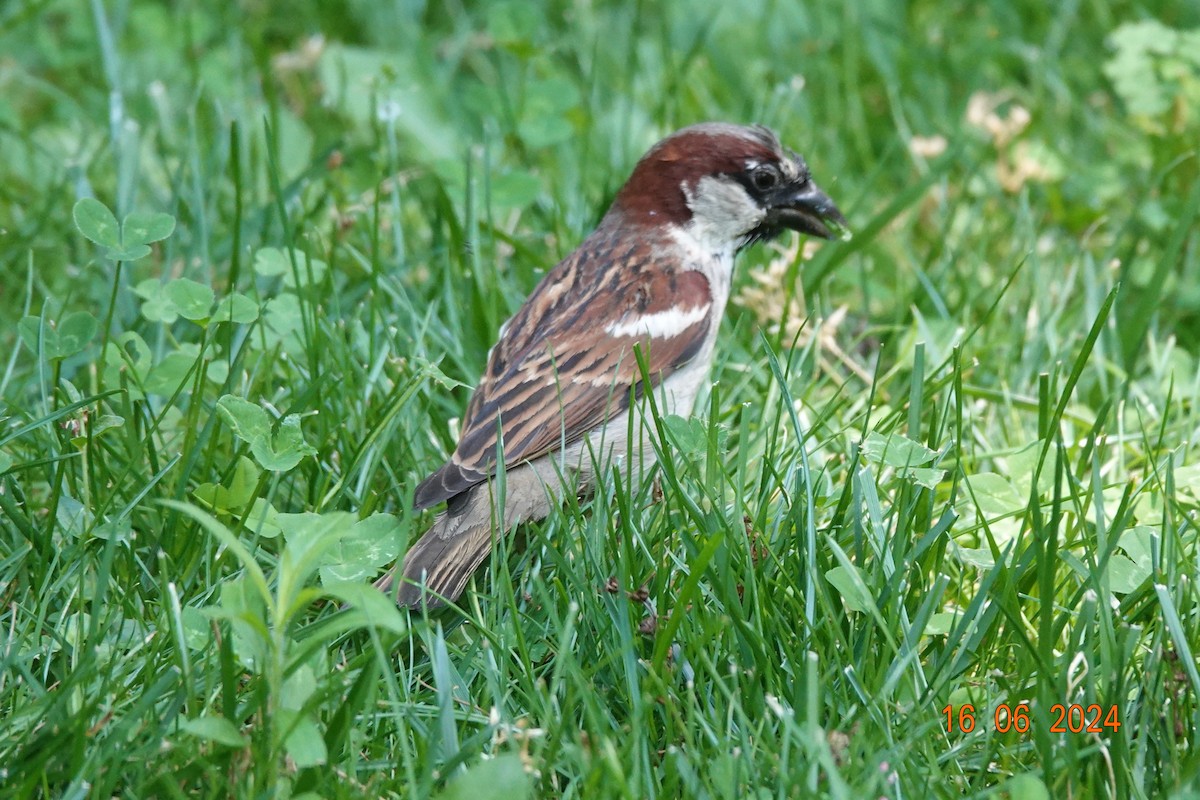 House Sparrow - ML620595804