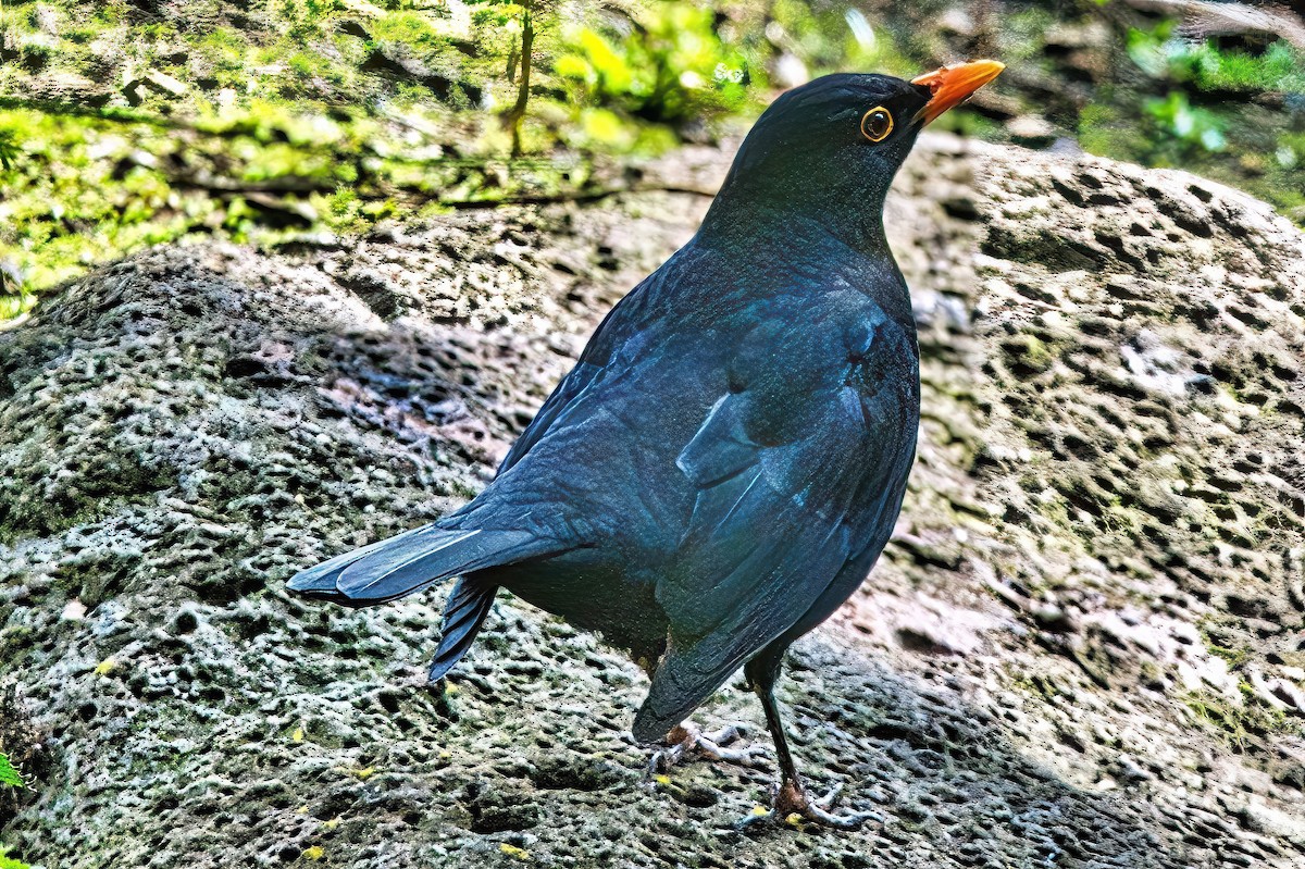 Eurasian Blackbird - ML620595841