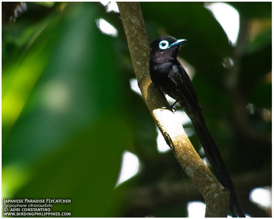 Black Paradise-Flycatcher - ML620595846