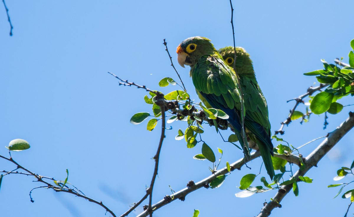 Orange-fronted Parakeet - ML620595848