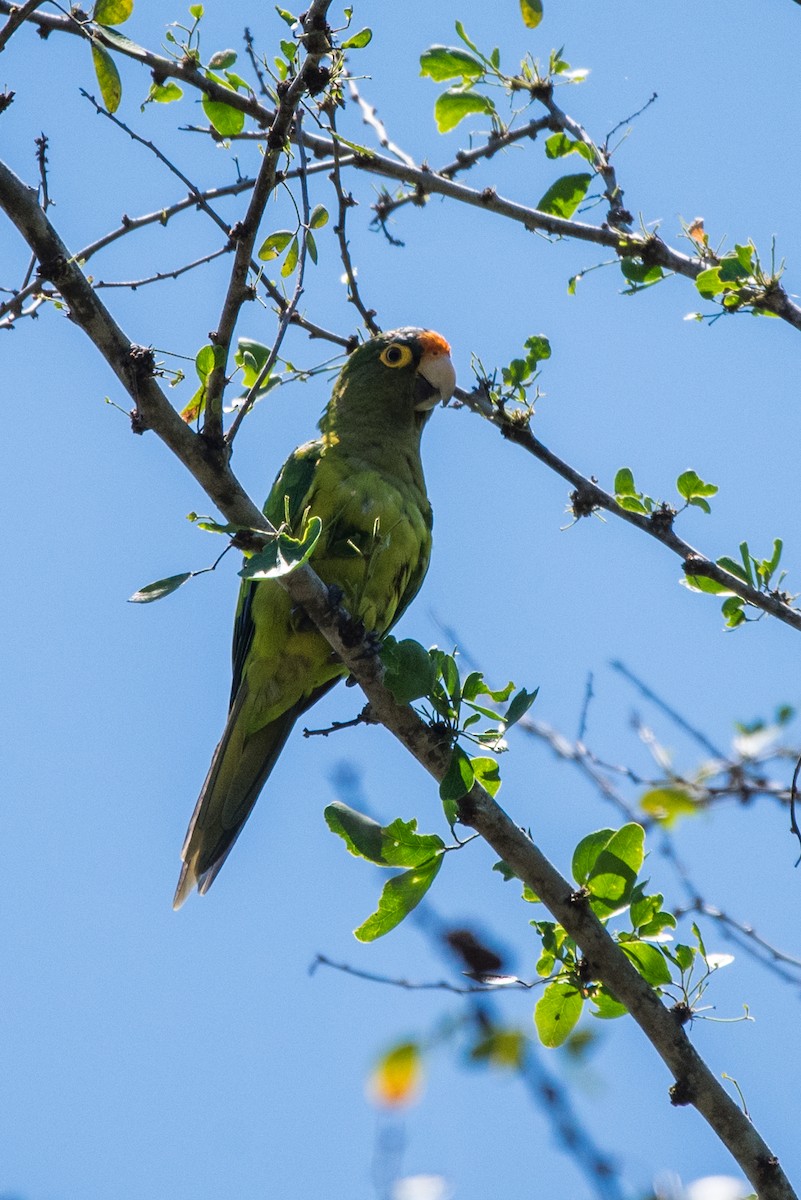 Orange-fronted Parakeet - ML620595849