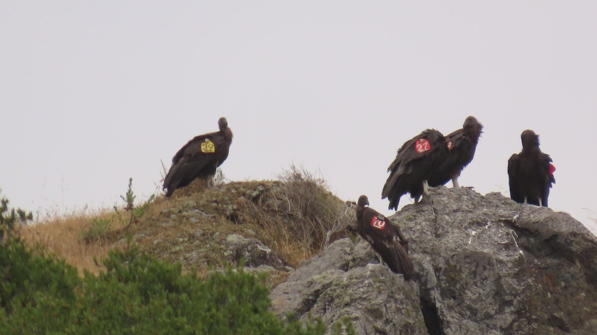 California Condor - Petra Clayton