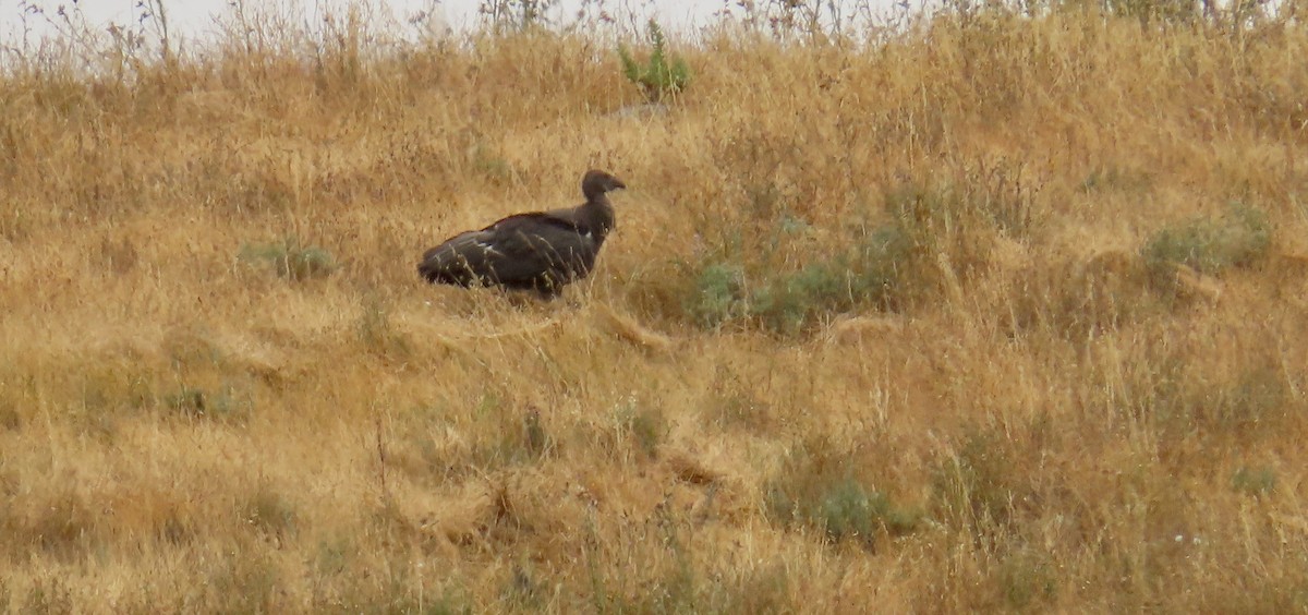 California Condor - ML620595860