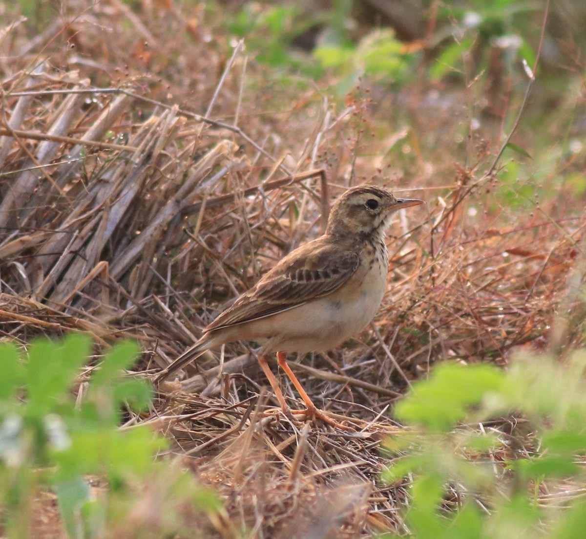 Paddyfield Pipit - ML620595864