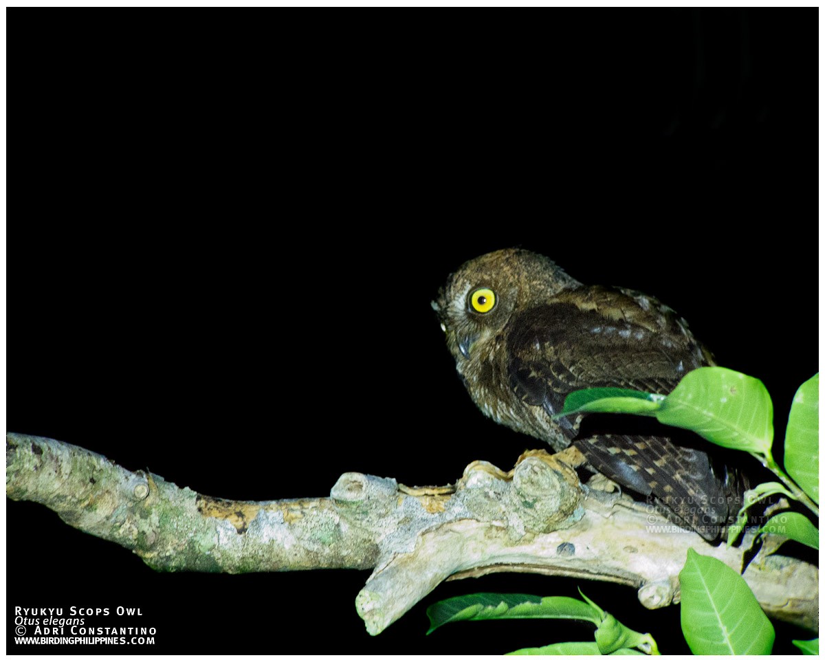 Ryukyu Scops-Owl - ML620595865