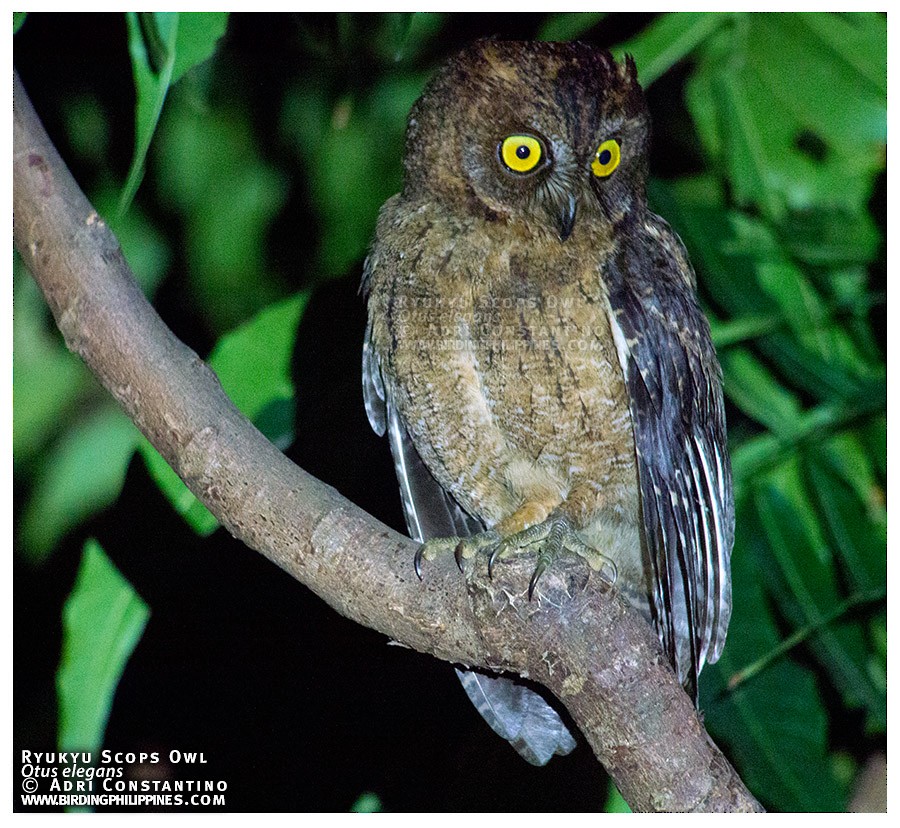 Ryukyu Scops-Owl - ML620595866