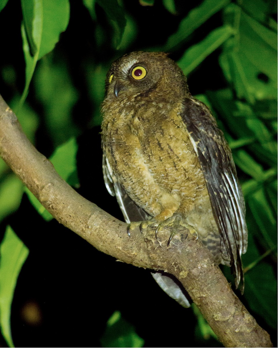 Ryukyu Scops-Owl - ML620595867