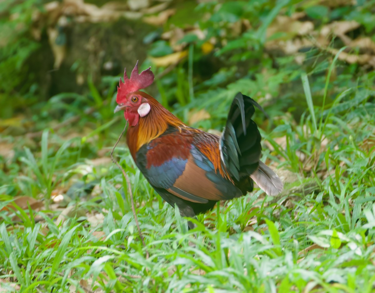 Red Junglefowl - ML620595872