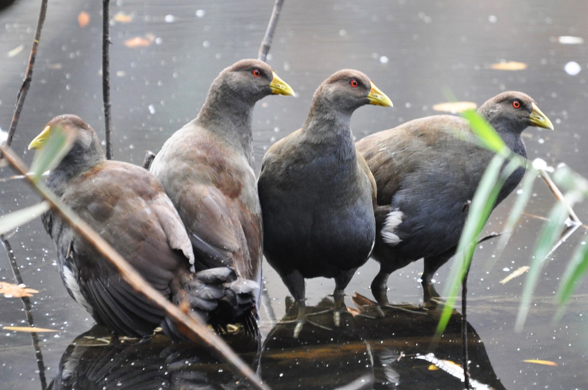 Tasmanian Nativehen - Heidi Krajewsky