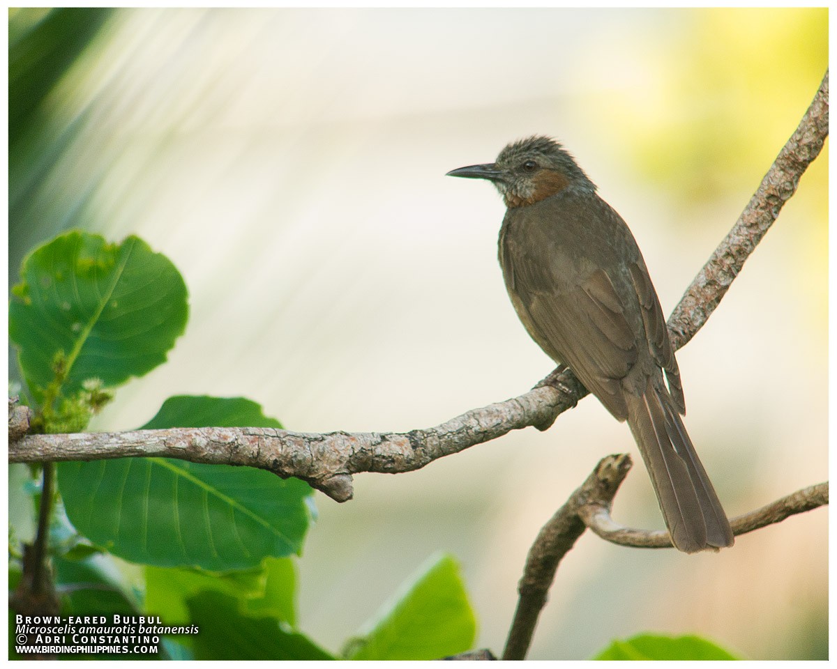 Bulbul à oreillons bruns - ML620595883