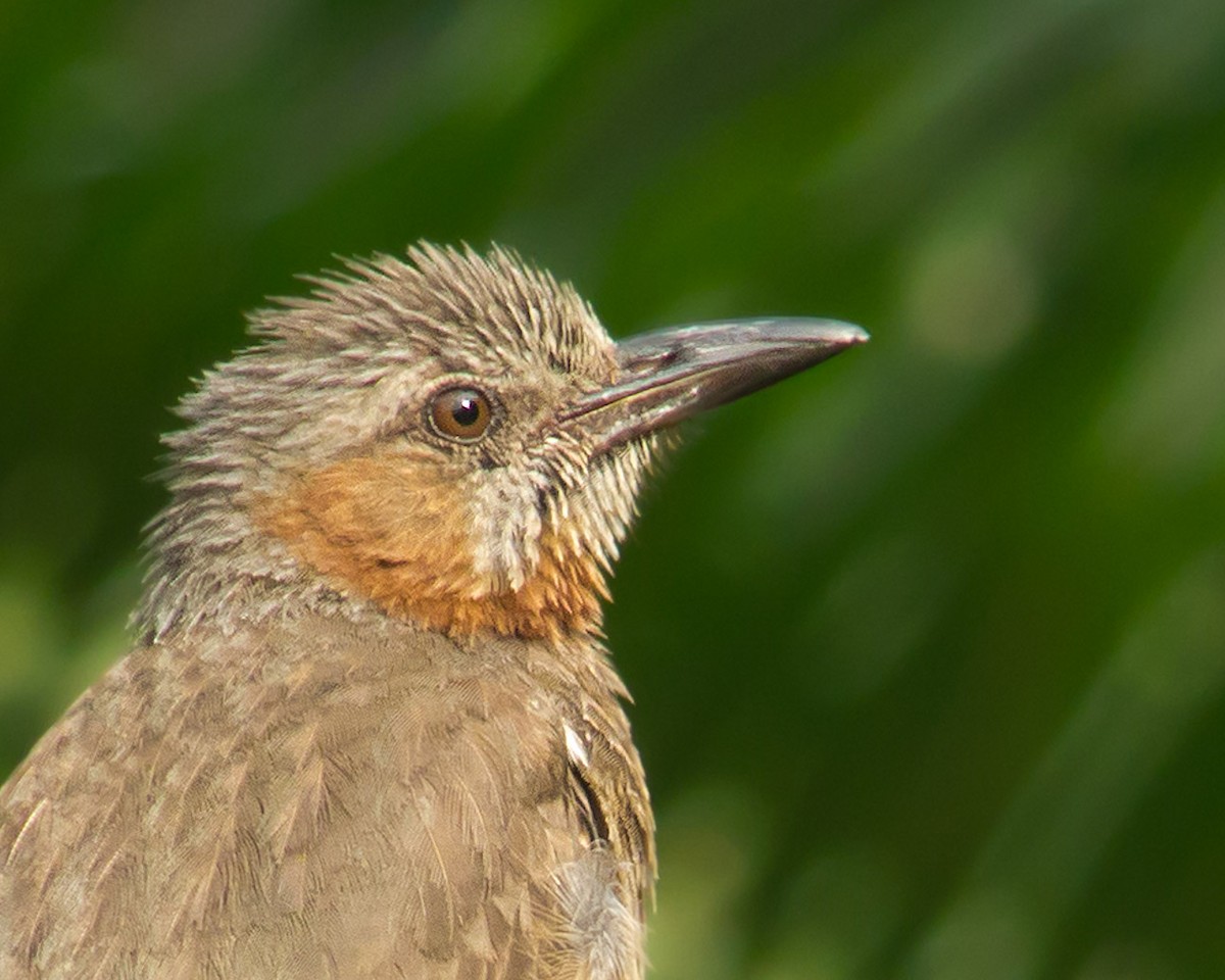 Bulbul à oreillons bruns - ML620595884