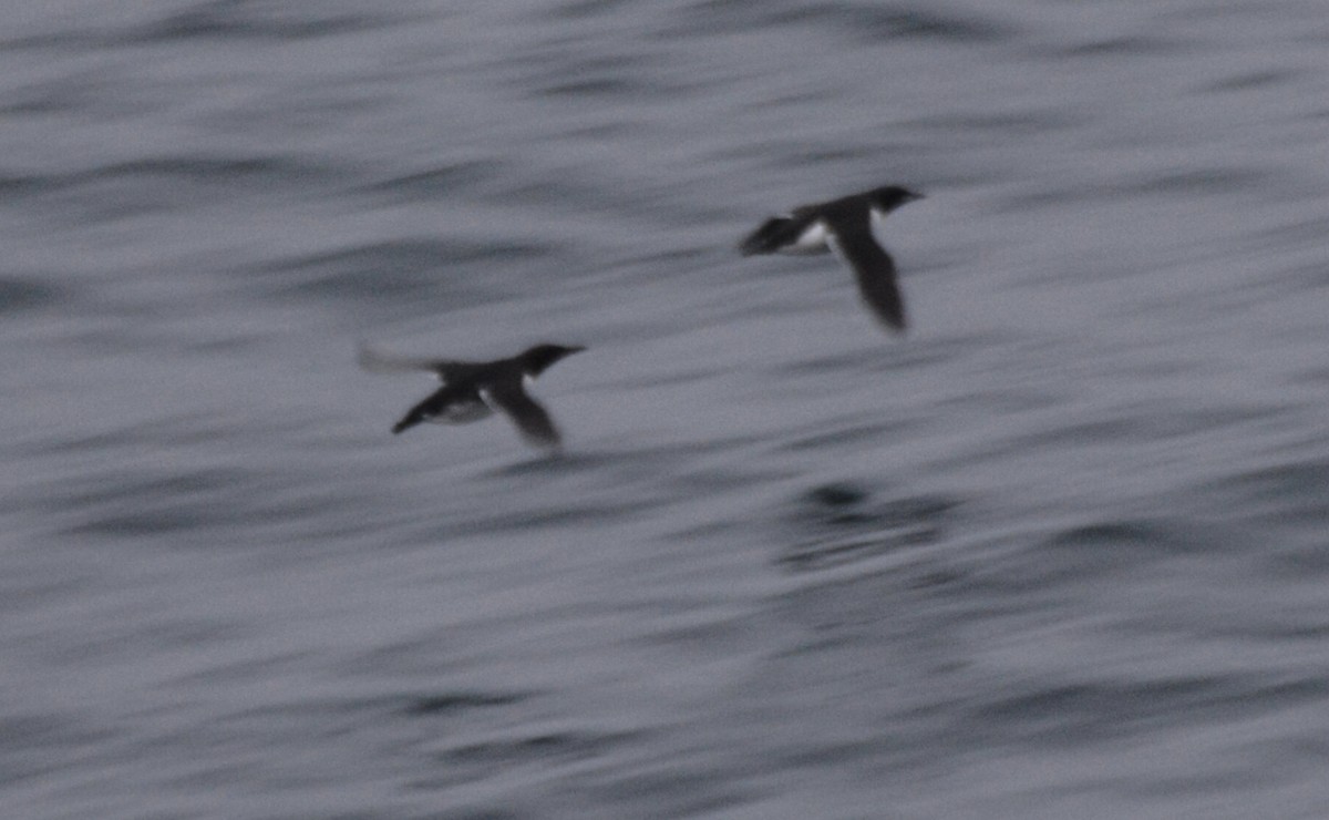 Thick-billed Murre - ML620595887