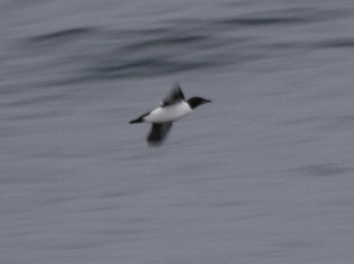Thick-billed Murre - ML620595888