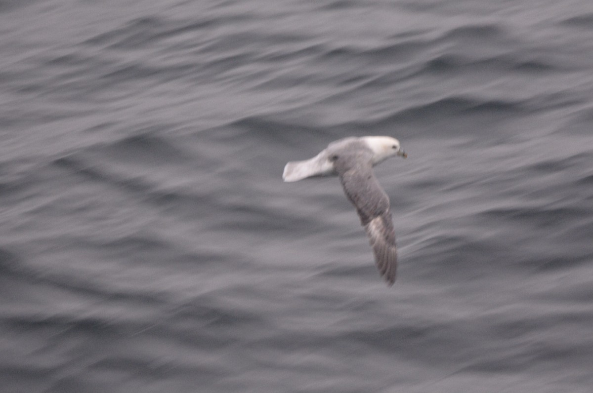 Northern Fulmar - ML620595892