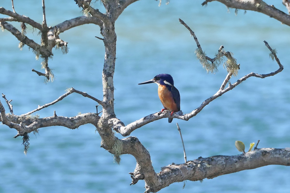 Azure Kingfisher - Ray Turnbull