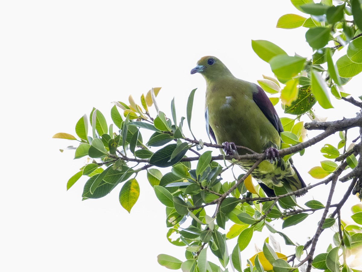 Whistling Green-Pigeon - ML620595900