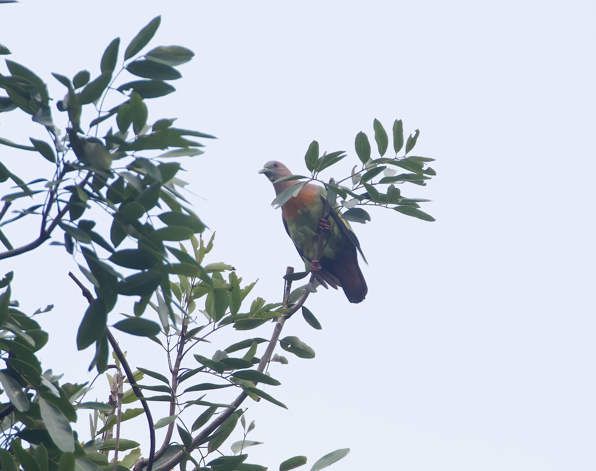 holub papouščí - ML620595901