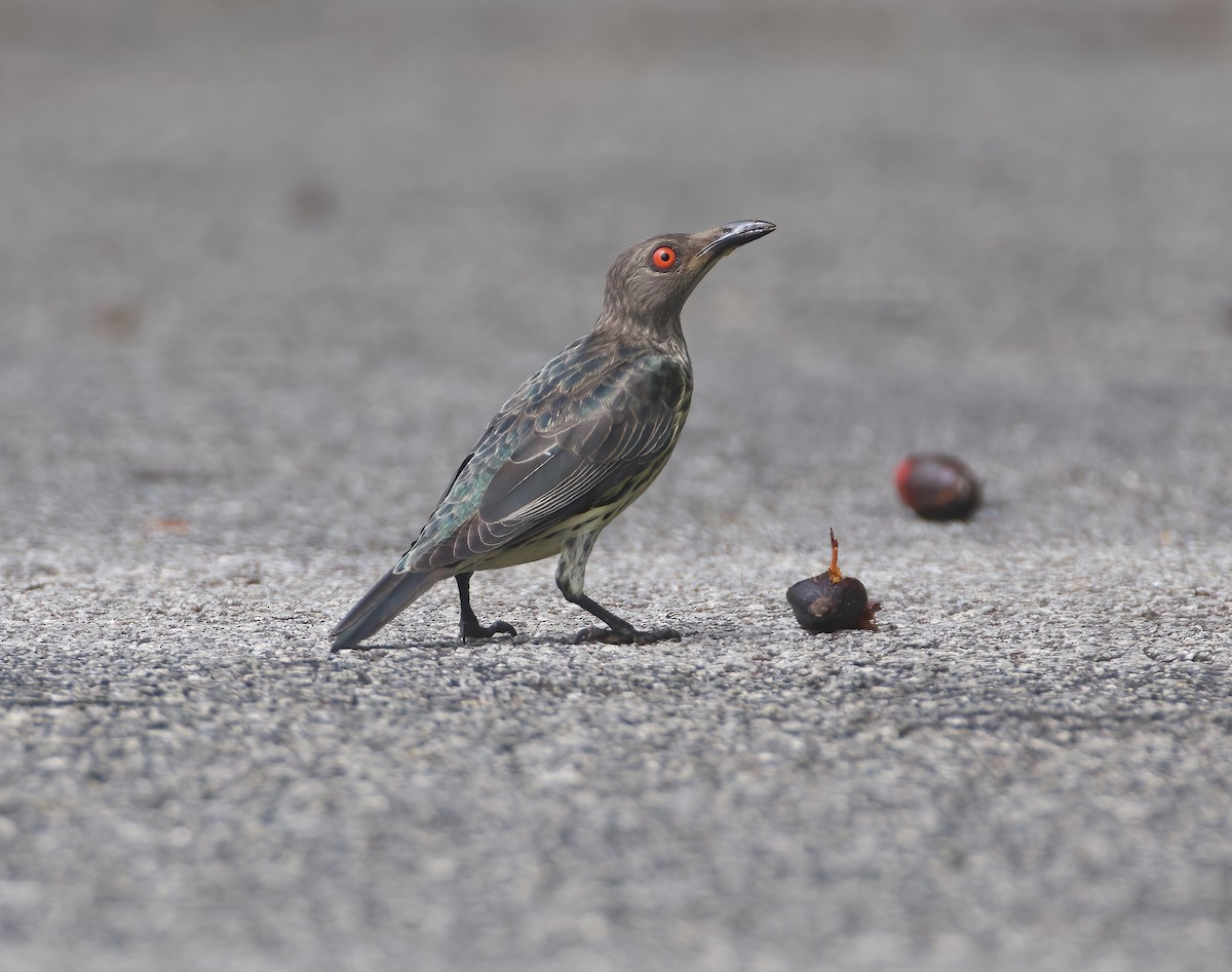 Asian Glossy Starling - ML620595903