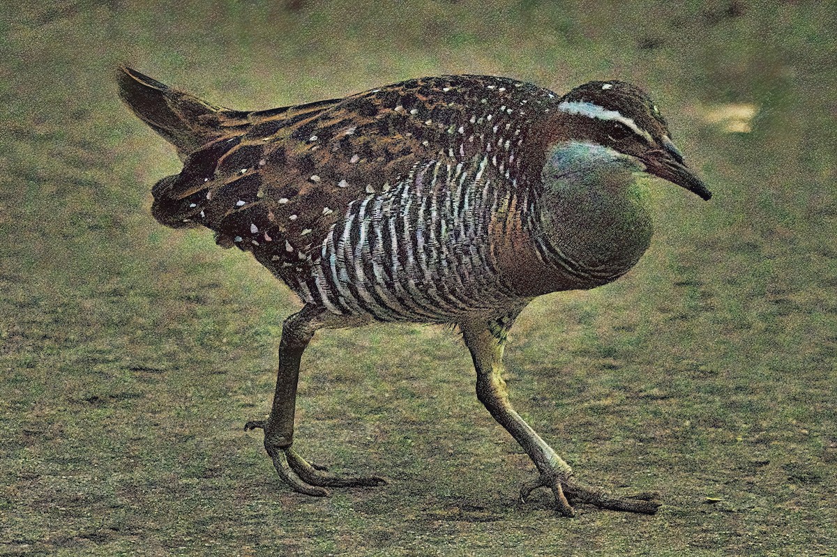 Buff-banded Rail - ML620595906