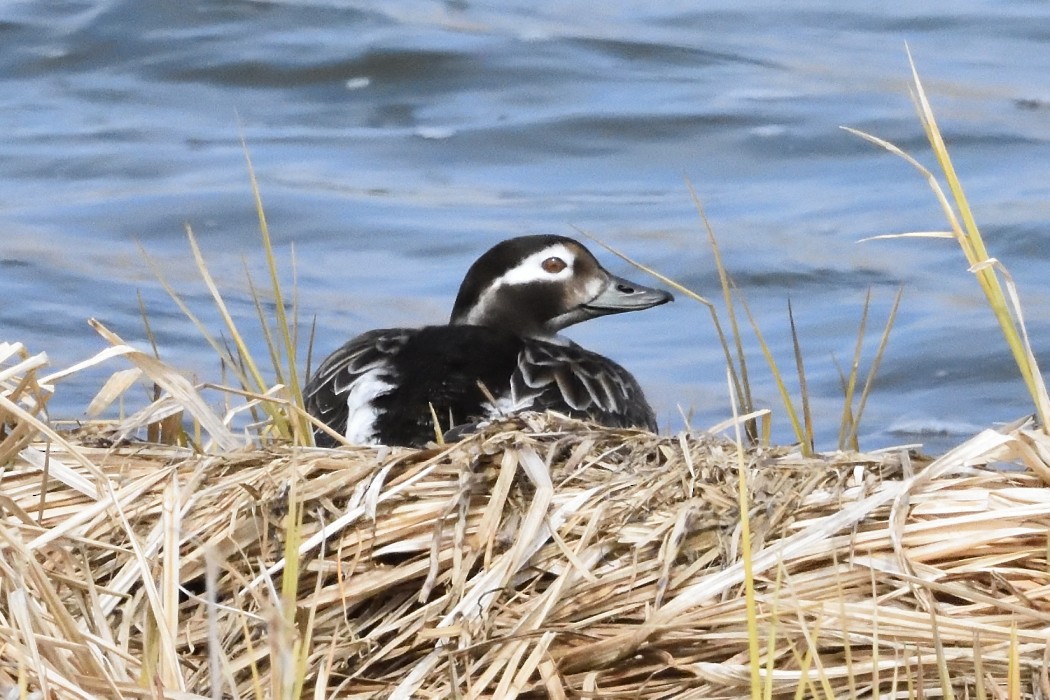 Long-tailed Duck - ML620595907