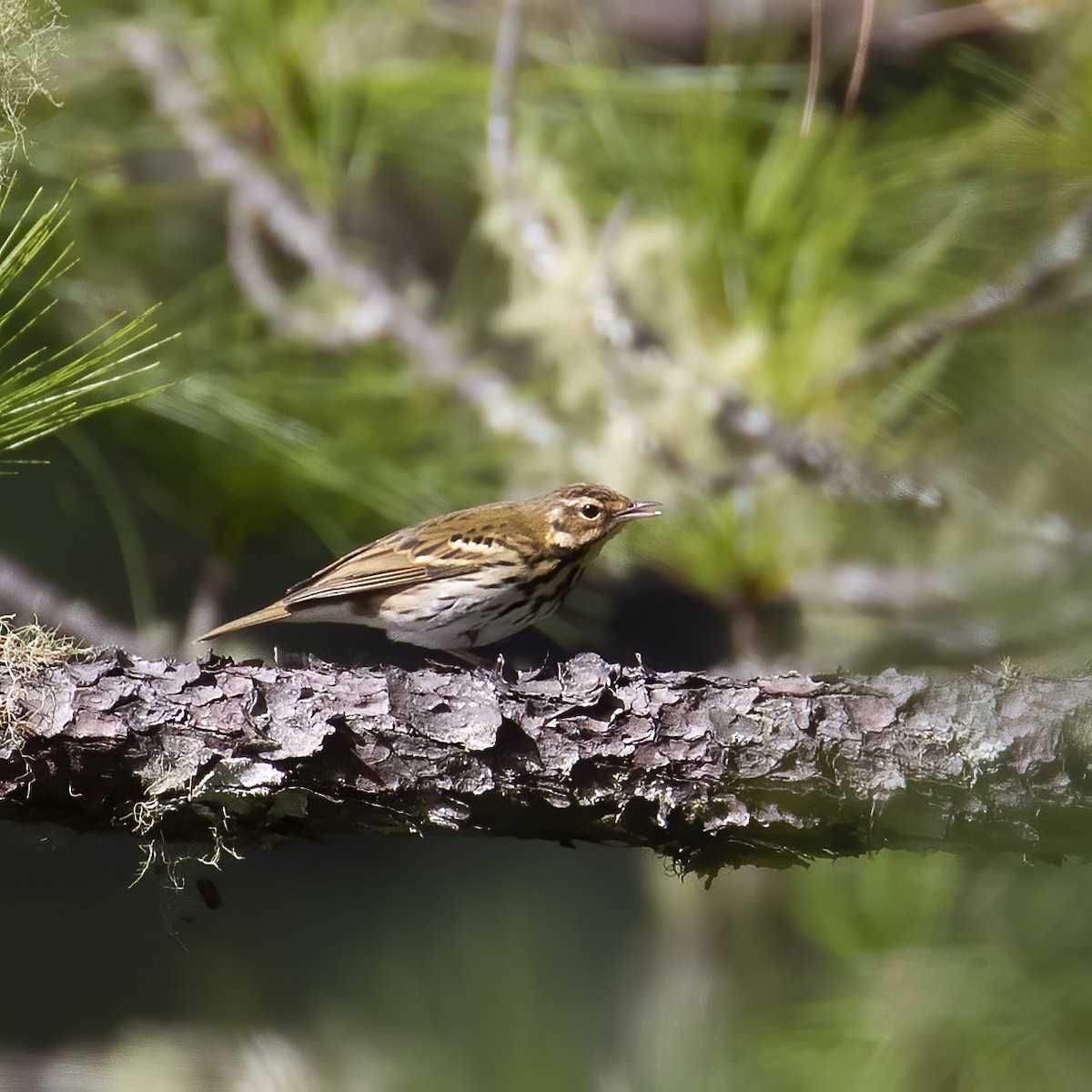 Olive-backed Pipit - ML620595908