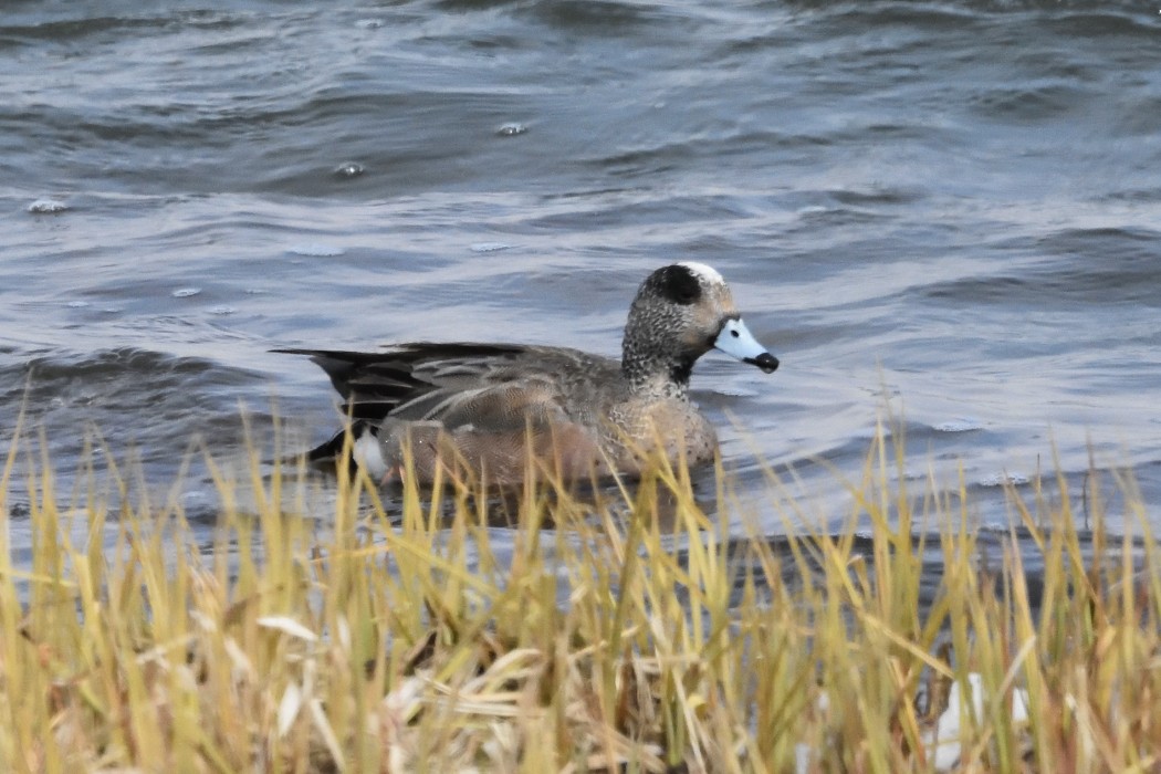 American Wigeon - ML620595911