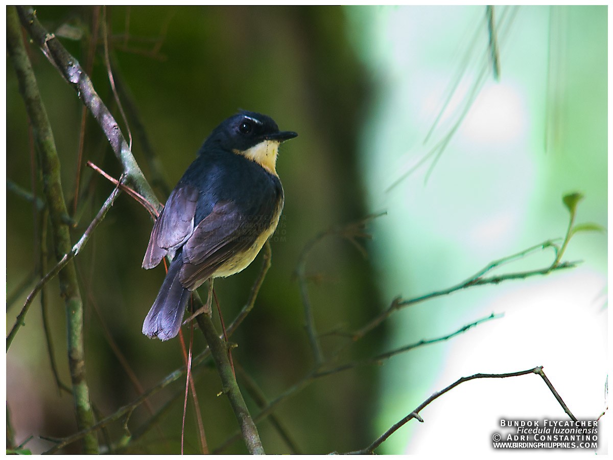 Bundok Flycatcher - ML620595914