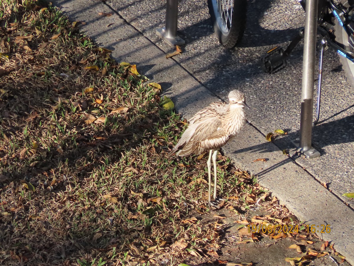 Bush Thick-knee - ML620595917