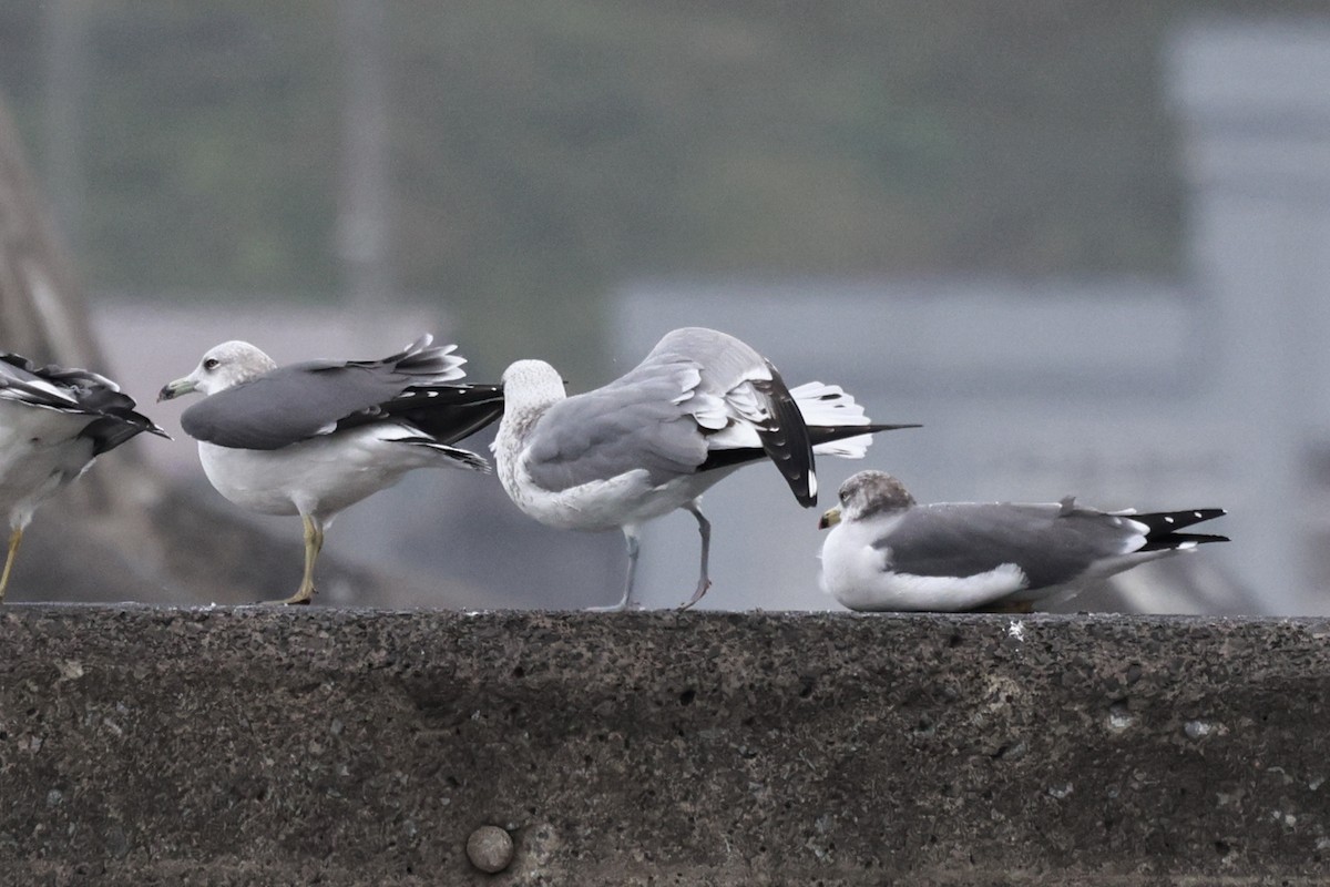 Common Gull (Russian) - ML620595921